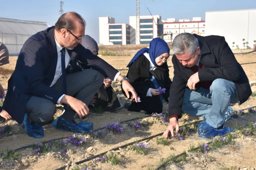 AFSÜ’de üretilen safran Afyon ekonomisine kazandırılacak