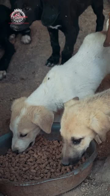 Afyonkarahisar Belediyesi, Can Dostlarına Destek Veriyor