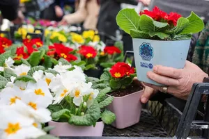 Afyonkarahisar Belediyesi